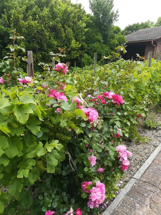 Le Petit Vignoble 2* Cidade Do Cabo